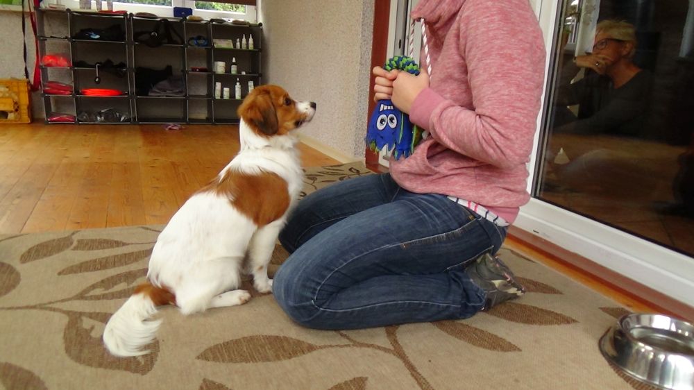 Hund bettelt am Tisch